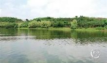 一幅画，一片情