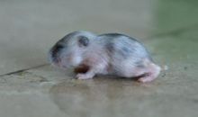 我的小宠物——小仓鼠