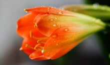 绽放在生命中的奇迹