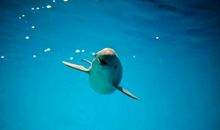 一只小江豚的自白