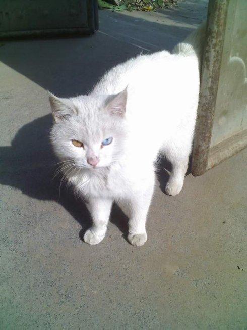 与“波斯猫”相遇的机会