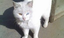 巧遇“波斯猫”