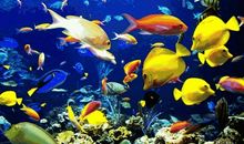 我家的“海底世界”