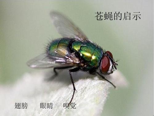 苍蝇的启发