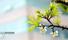 校园绽放文明花