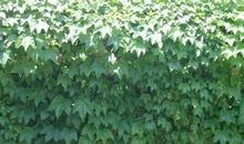 窗外那片爬山虎