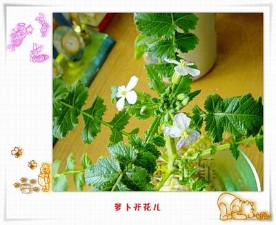 萝卜盛开
