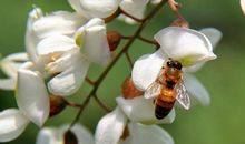 梦里槐花分外香