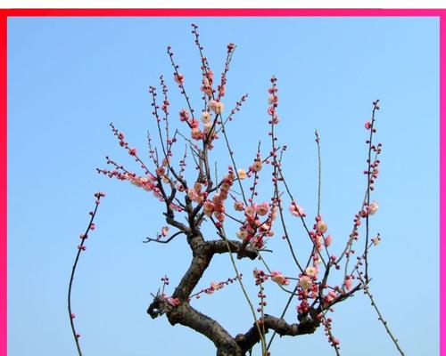 冬莓