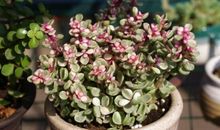 让探索之种开花