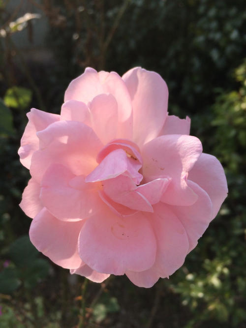 生活中的芬芳