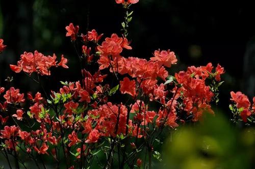 花的遐想