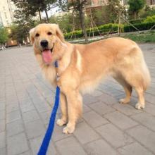 我的金毛寻回犬