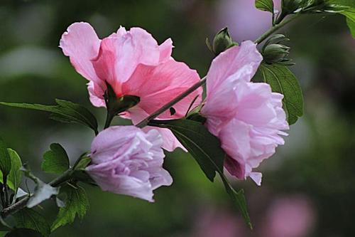 芙蓉盛开