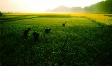 种下绿色收获希望