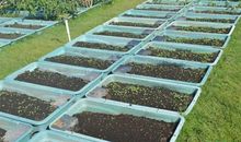 屋顶菜园访友记