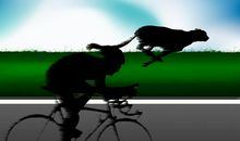 有趣的共生现象