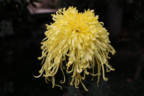 难忘的菊花展