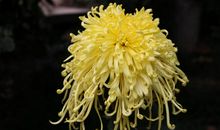 难以忘怀的菊展