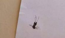 给蚊子家族的一封信