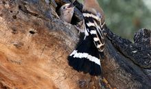 让羽翼渐渐丰满