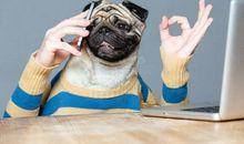 动物们有趣的谈话