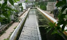 鱼菜共生实践活动