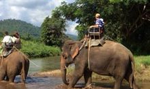 在美旺大象营快乐的一天