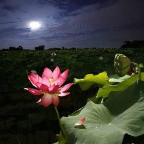 夏天的夜晚池塘