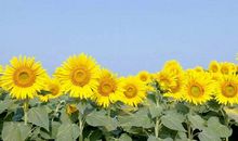 木樨花香滋润了我的心田