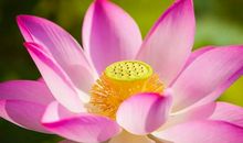 我们都是一朵盛开的花