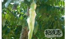 种下一颗名叫人性的种子