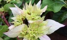 九重葛之忆，有点意思