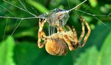 我发现蜘蛛觅食的秘密