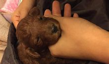 我希望家里养一只小狗