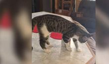 弹弹珠，真好玩