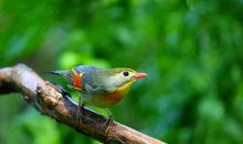 听鸟鸣，有点意思