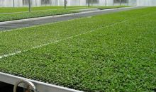 我见到了育秧大棚