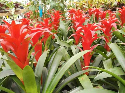 一路绿叶，一路红花