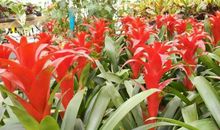 一路绿叶，一路红花