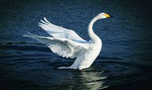 天鹅总会展开翅膀