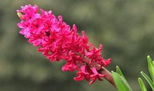 感动风信子之美