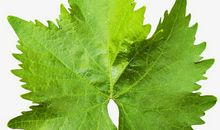 一片树叶的“秘密”