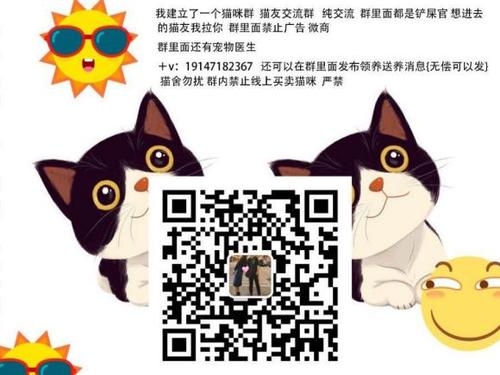 我希望养一只小猫
