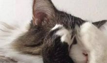 两腿直立的动物