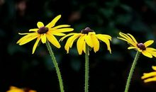 你的掌声若花落无声