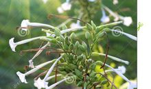 让阳光酝酿芬芳