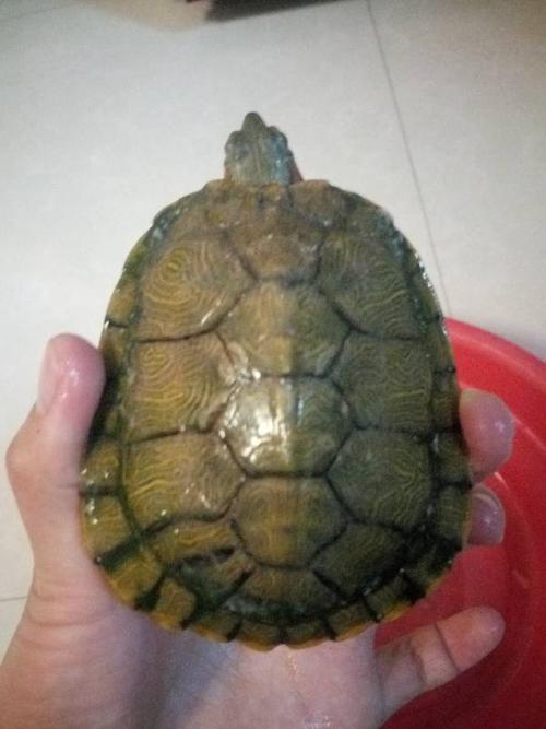 我的乌龟很好