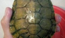 我家乌龟成精了