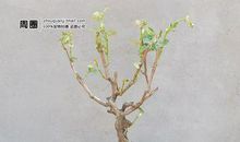 葡萄树宝宝唤醒记